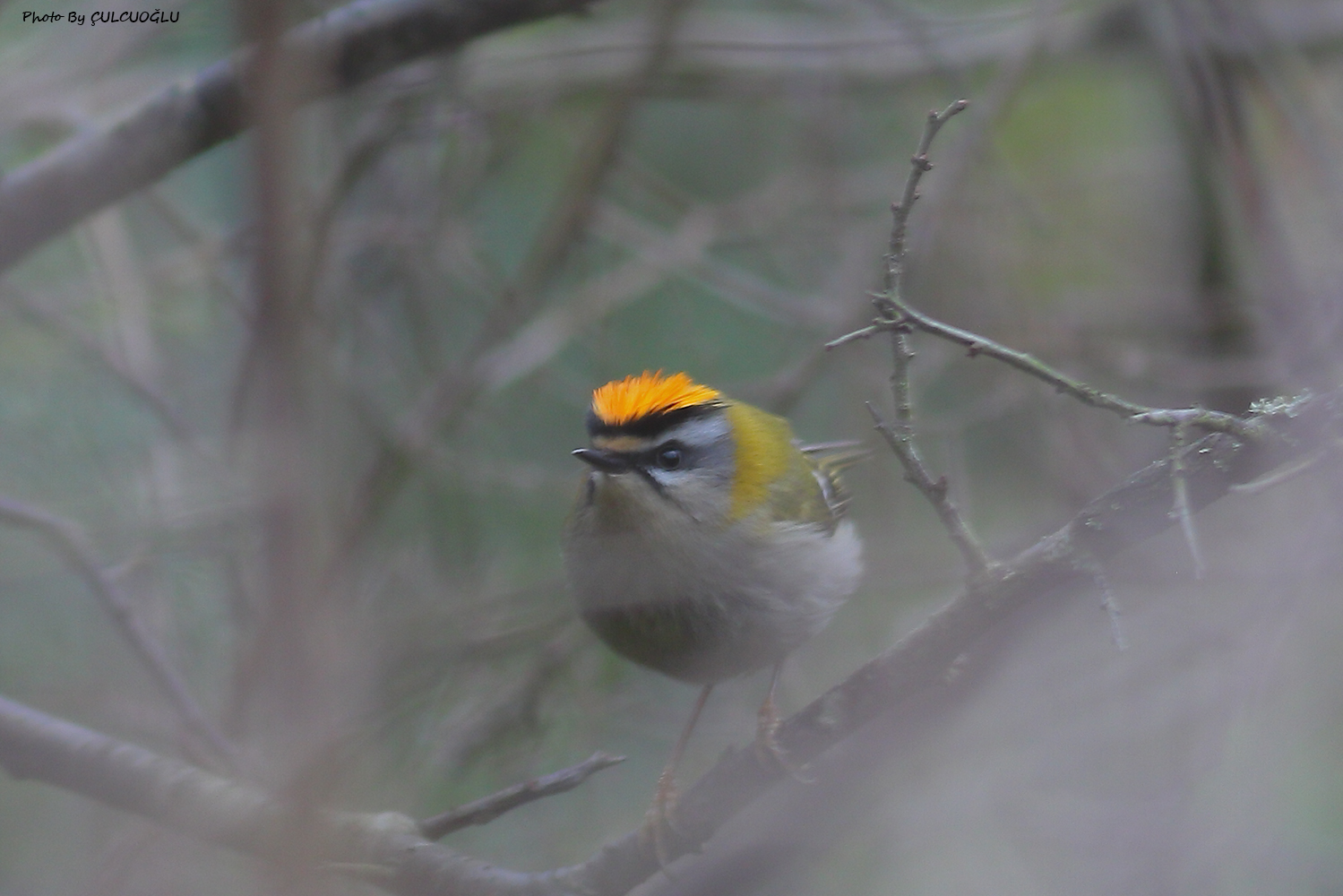Common Firecrest